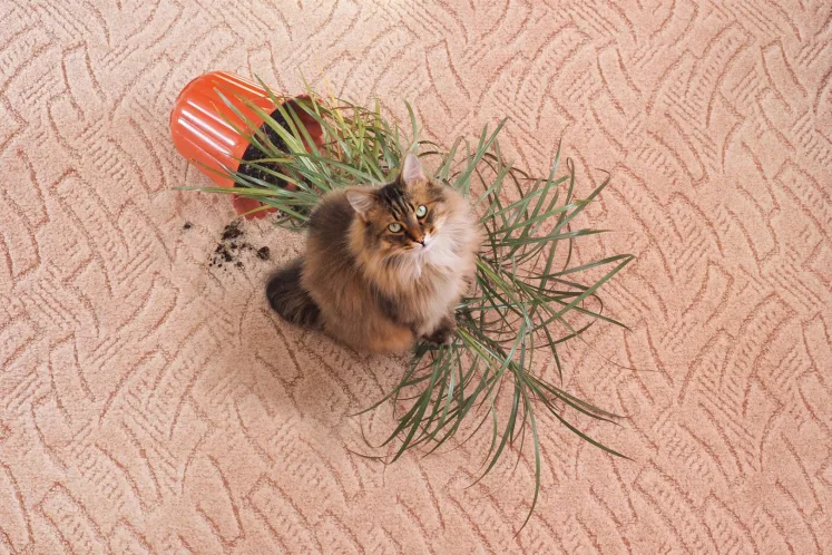 comportamiento felino