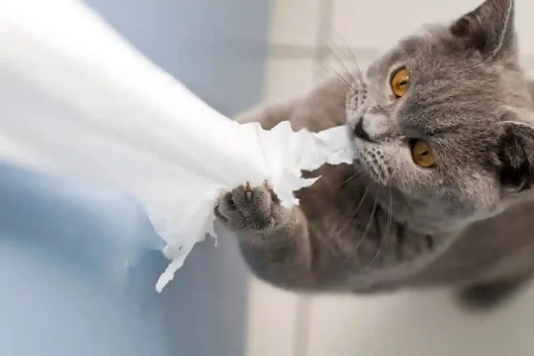 5 secretos de los gatos que podrían estar afectando tu convivencia (y cómo solucionarlos)