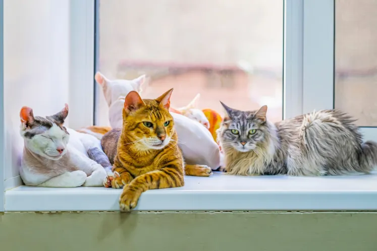 convivencia gatos