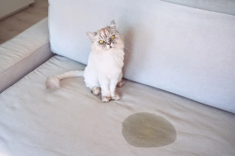 gato comportamiento